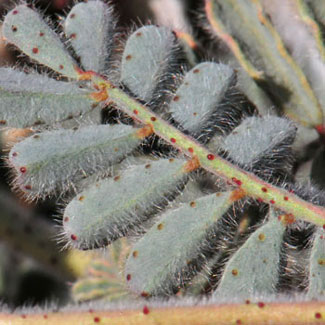 Dalea mollissima, Soft Prairie Clover, Southwest Desert Flora
